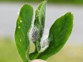 Alfalfa Weevil and Potato Leafhopper Status in Ohio’s Alfalfa Crop